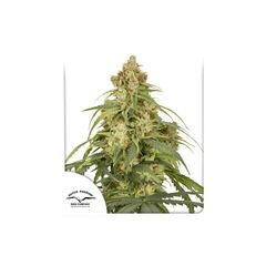 CBD-Victory Auto, Фасовка: 3